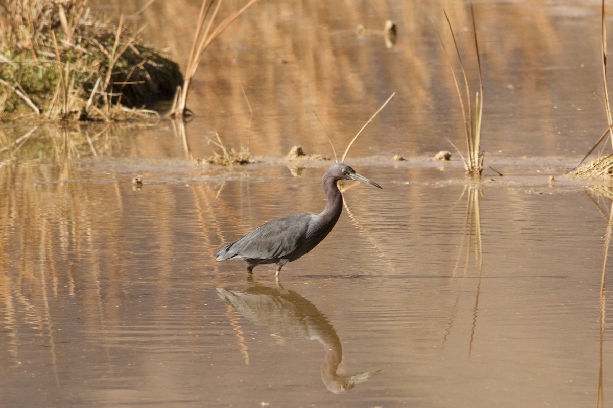 Little Blue Heron - ML621935801