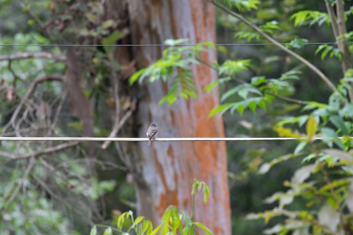 Western Flycatcher (Cordilleran) - simon walkley