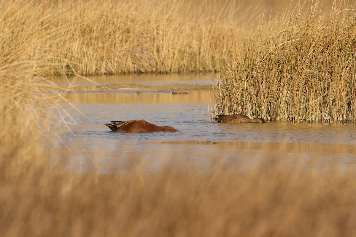 Cinnamon Teal - ML621935847