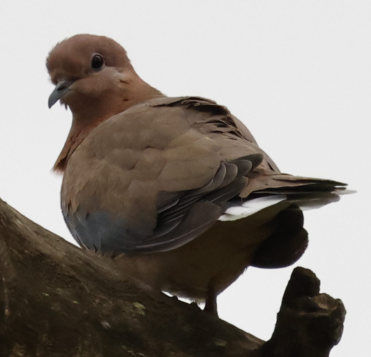 Laughing Dove - ML621935906