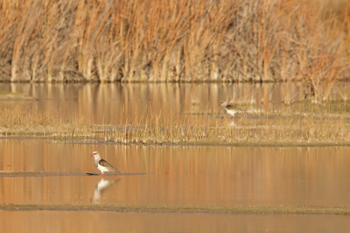 Andean Lapwing - ML621935910