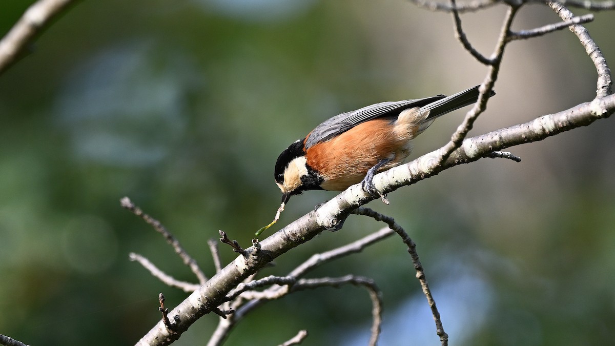 Varied Tit - ML621935921