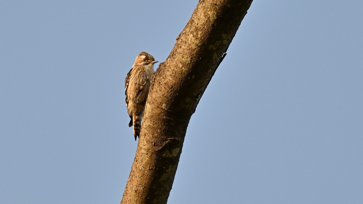 Japanese Pygmy Woodpecker - ML621935934