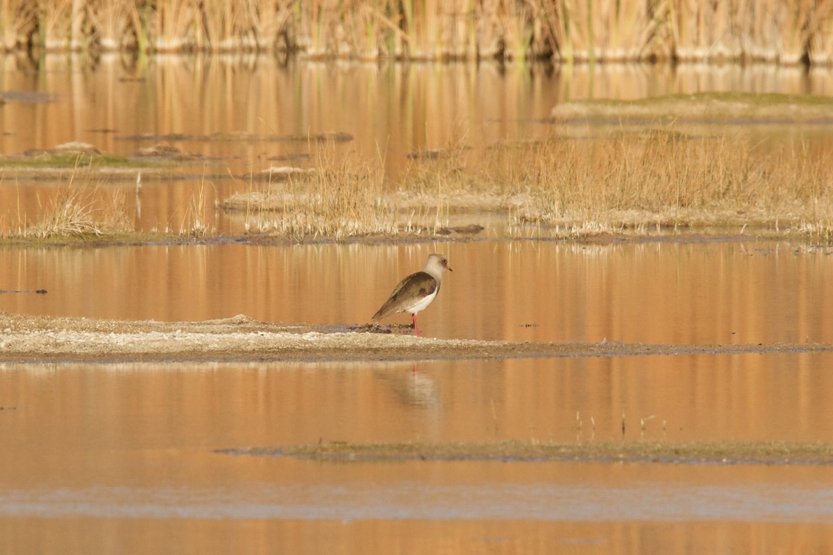 Andean Lapwing - ML621935937