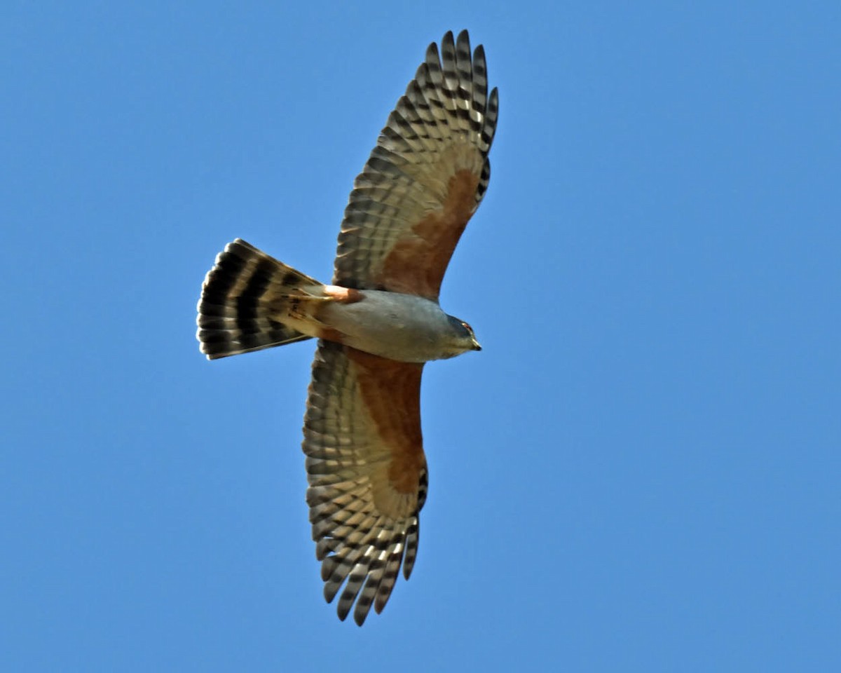 Rufous-thighed Kite - ML621935943