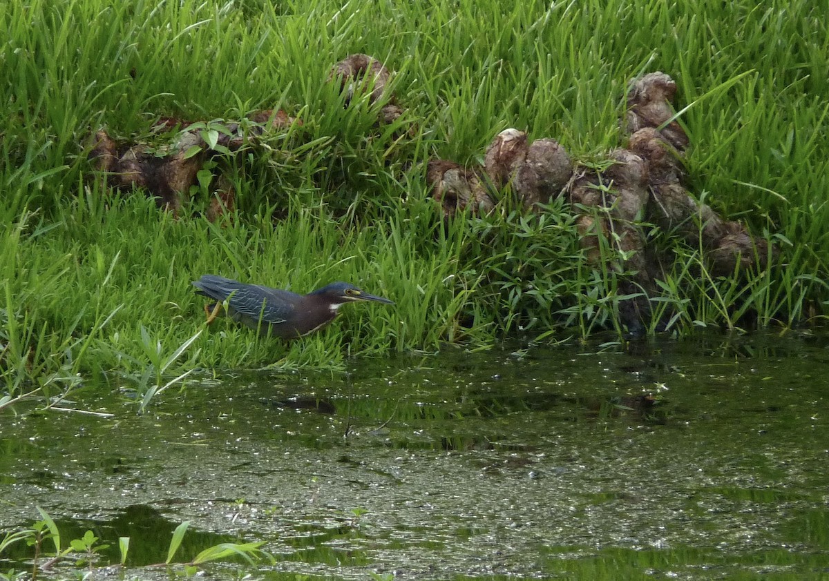 Green Heron - ML621935949