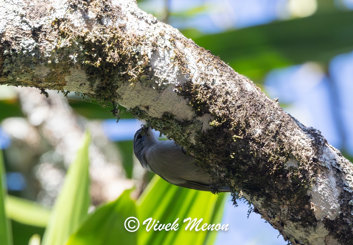 Yellow-streaked Greenbul (Yellow-streaked) - Vivek Menon