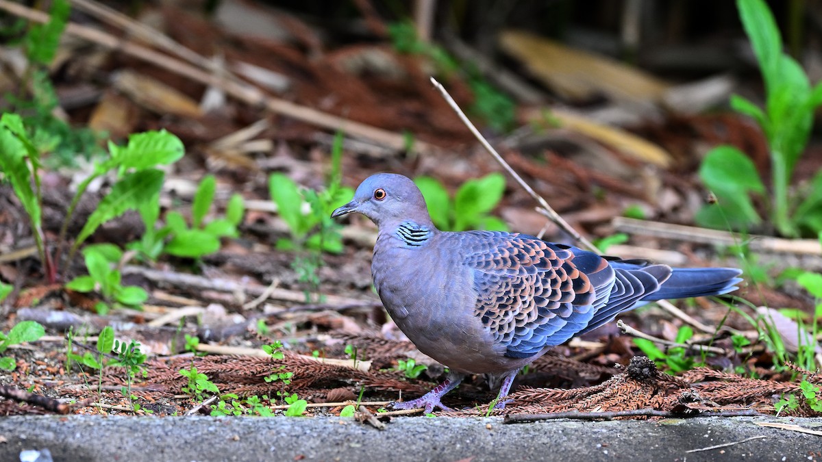 Oriental Turtle-Dove - ML621936040