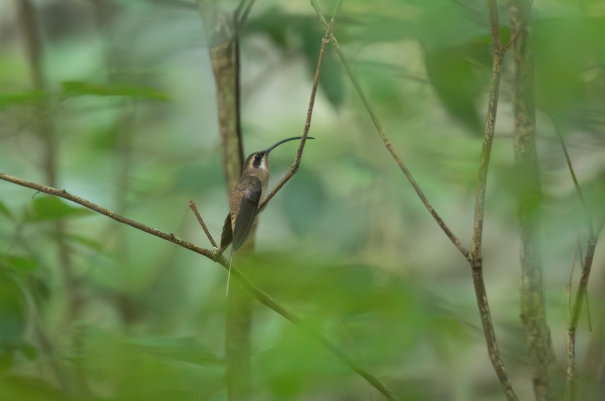 Long-billed Hermit (Central American) - ML621936059