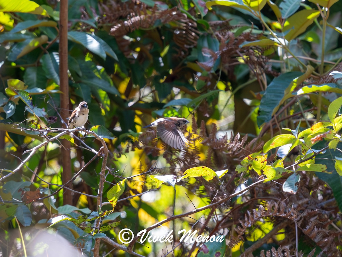 Capuchino Bicolor (nigriceps/woltersi) - ML621936082