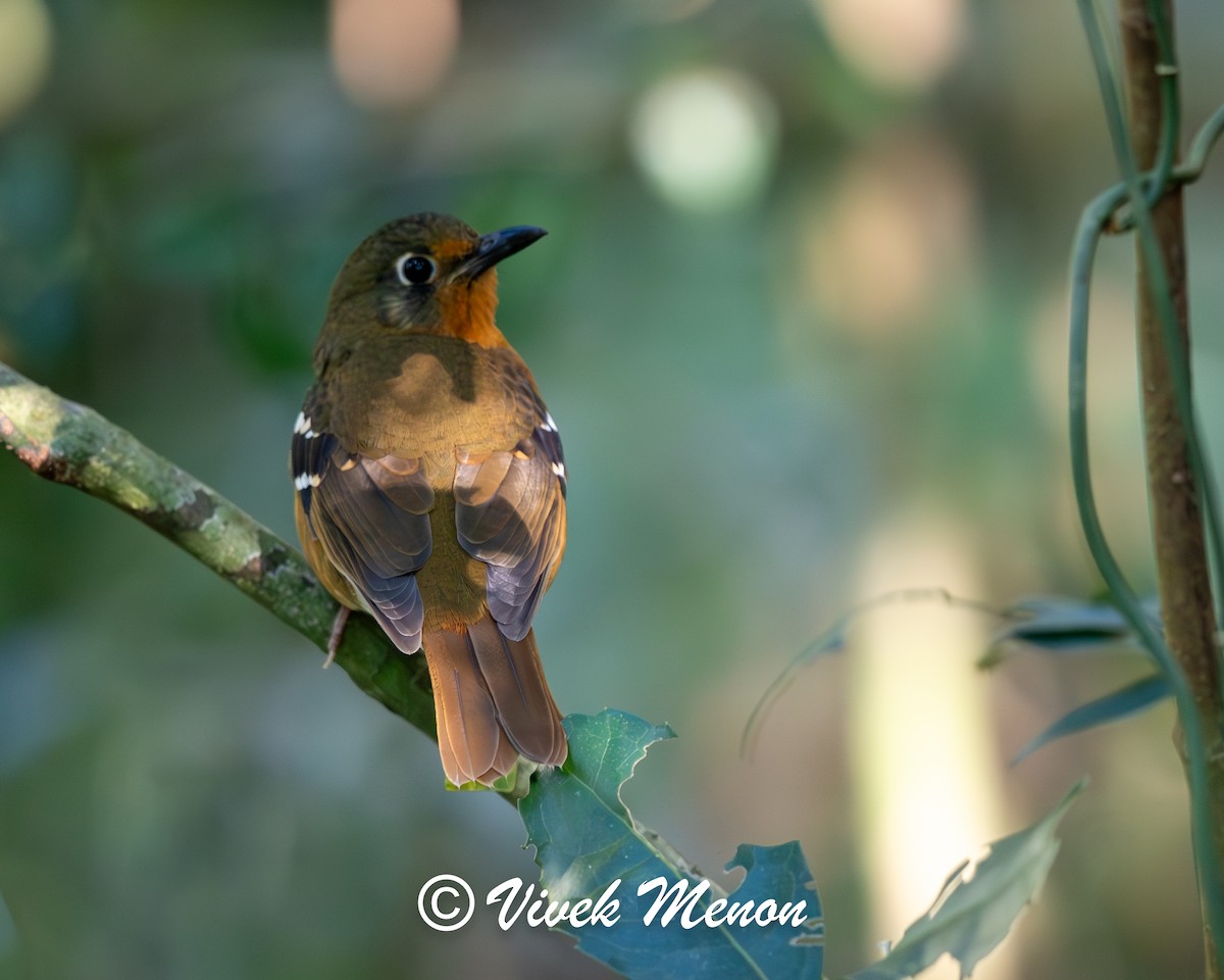 Orange Ground-Thrush - ML621936096