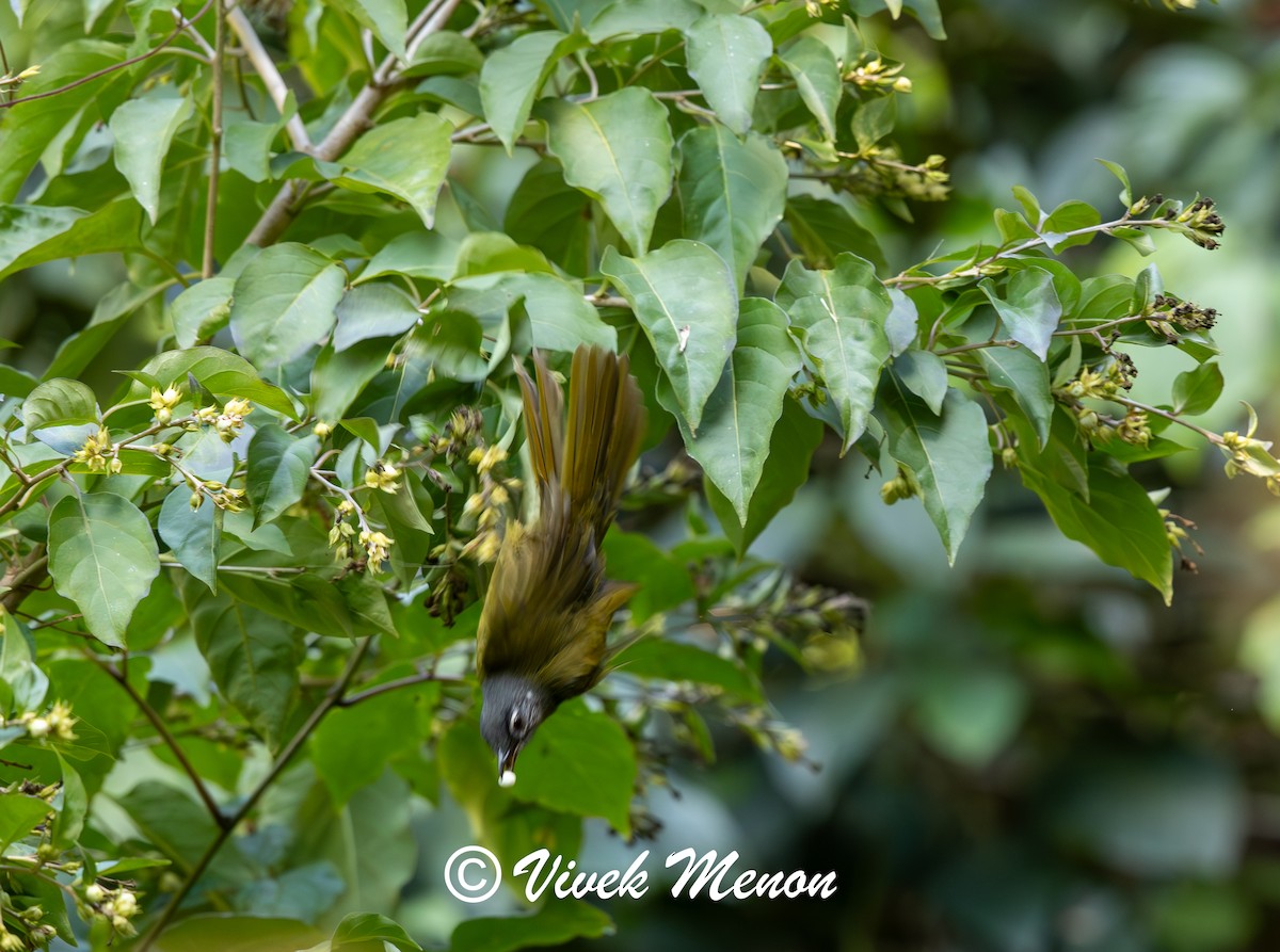 Stripe-cheeked Greenbul (Stripe-cheeked) - ML621936110