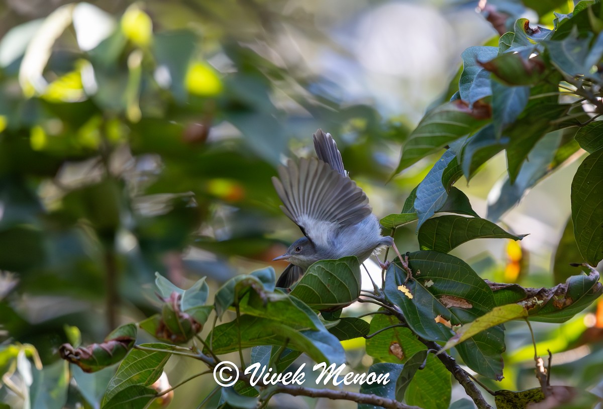 Apalis del Chirinda - ML621936129