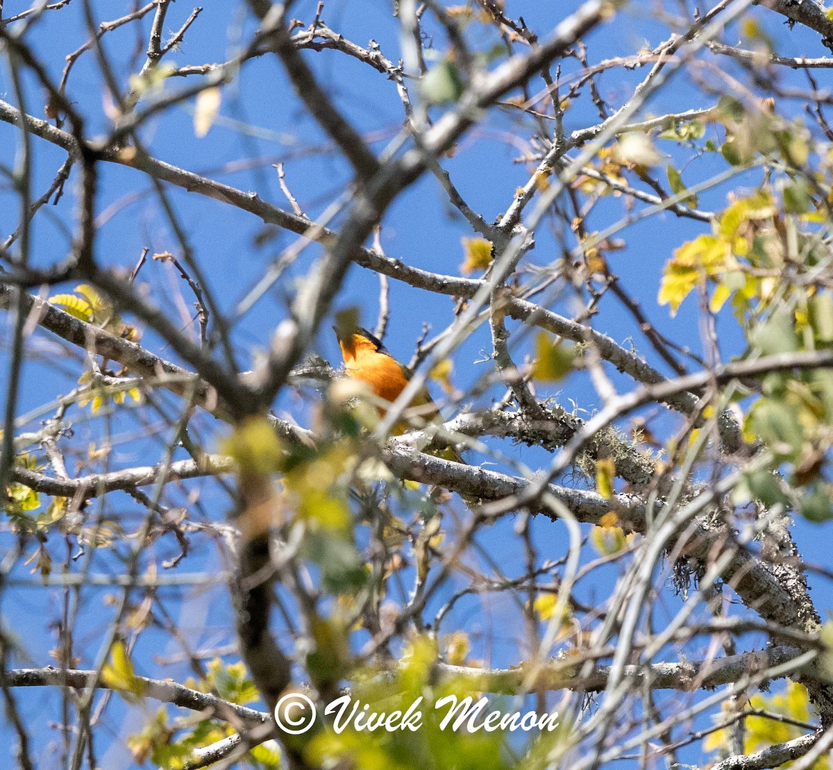 Black-fronted Bushshrike - ML621936136