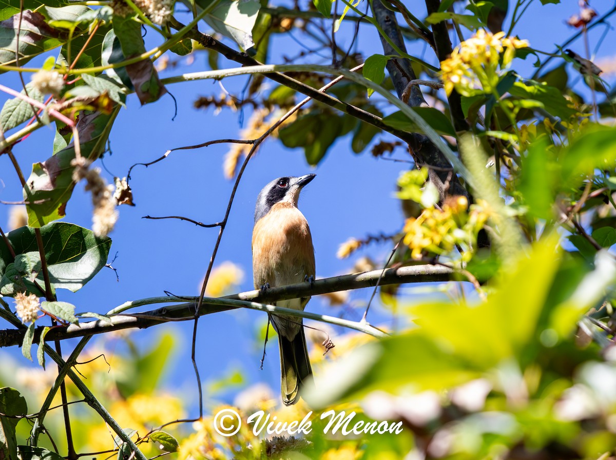 Olive Bushshrike - ML621936139