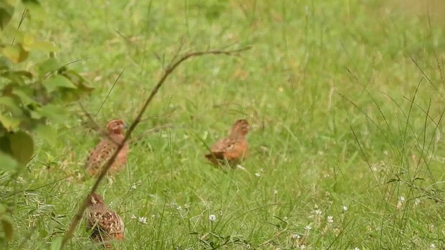 Jungle Bush-Quail - ML621936161