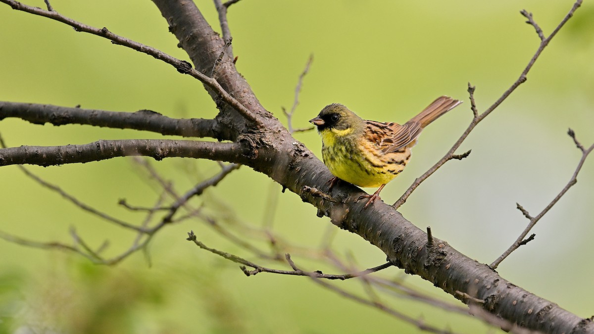 Masked Bunting - ML621936167