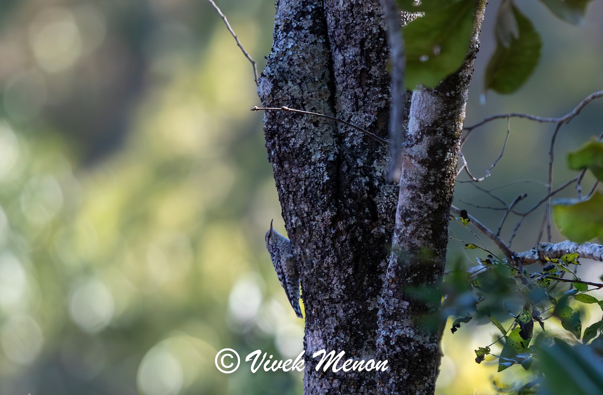 African Spotted Creeper - ML621936255