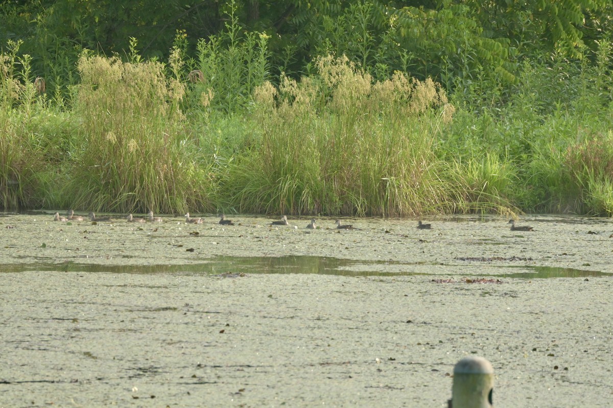 Wood Duck - ML621936268