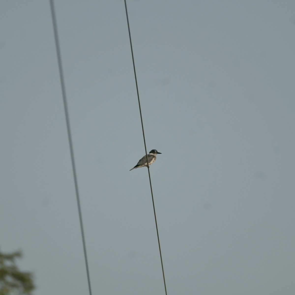 Belted Kingfisher - ML621936276