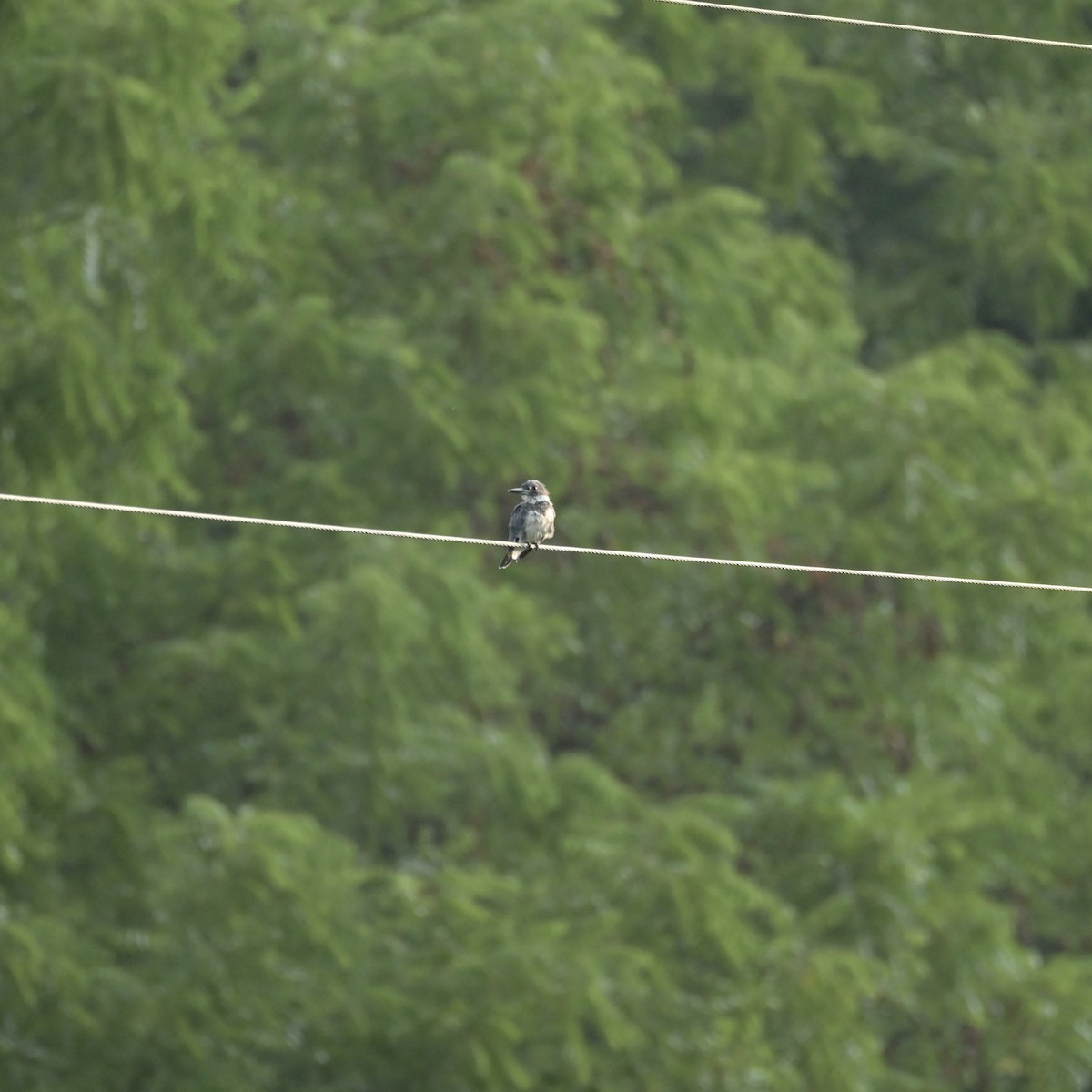Belted Kingfisher - ML621936277