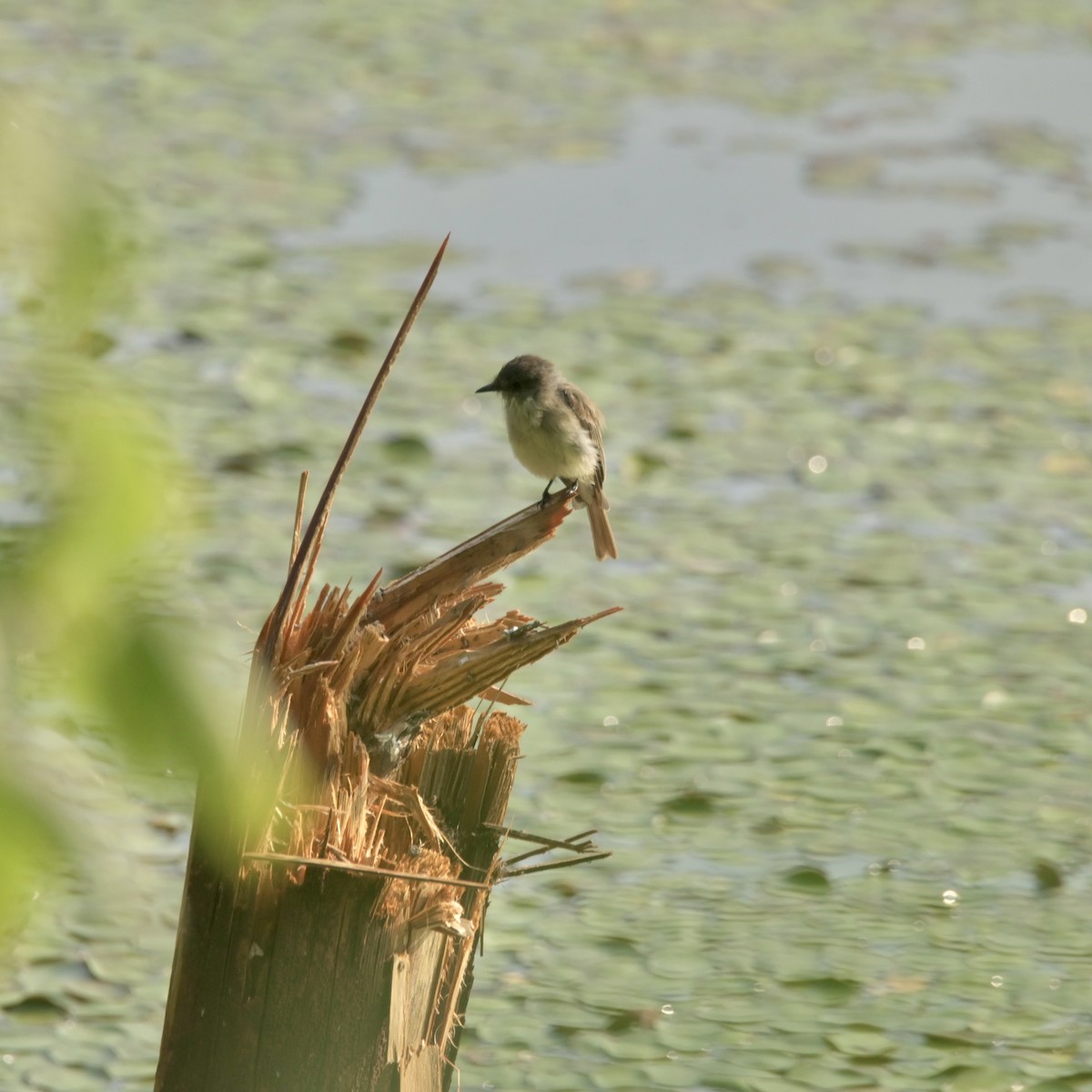 Eastern Phoebe - ML621936288
