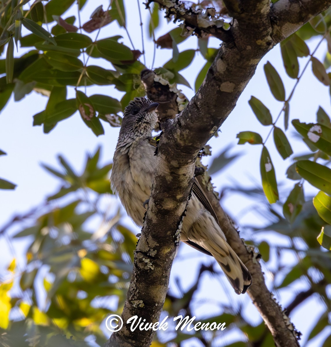 Scaly-throated Honeyguide - ML621936310