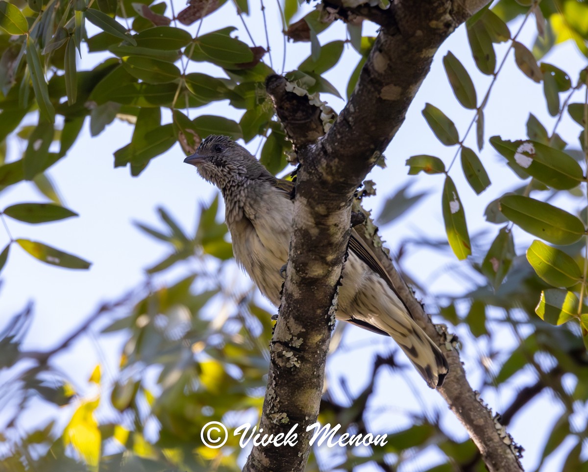 Scaly-throated Honeyguide - ML621936311