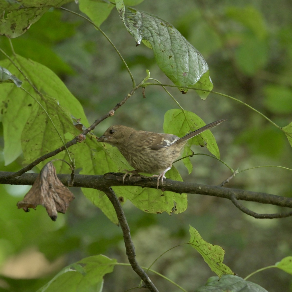 Eastern Towhee - ML621936315