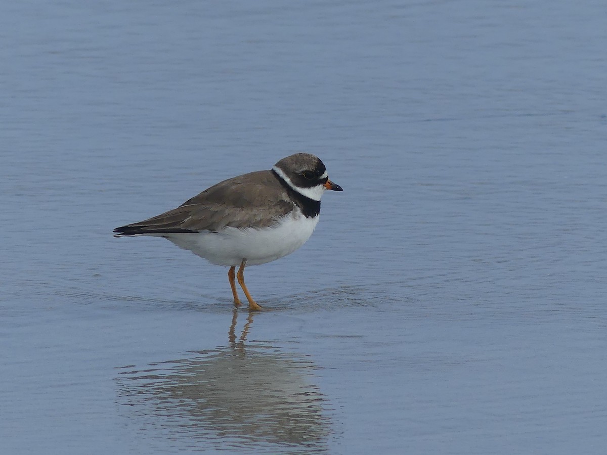 Semipalmated Plover - ML621936317