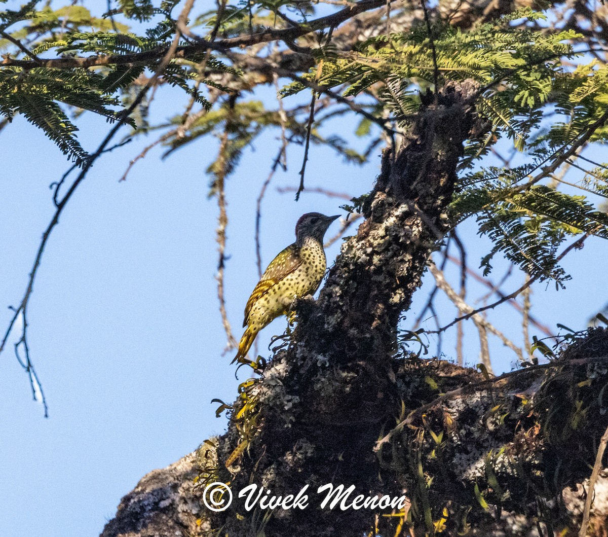 Golden-tailed Woodpecker (Golden-tailed) - ML621936318