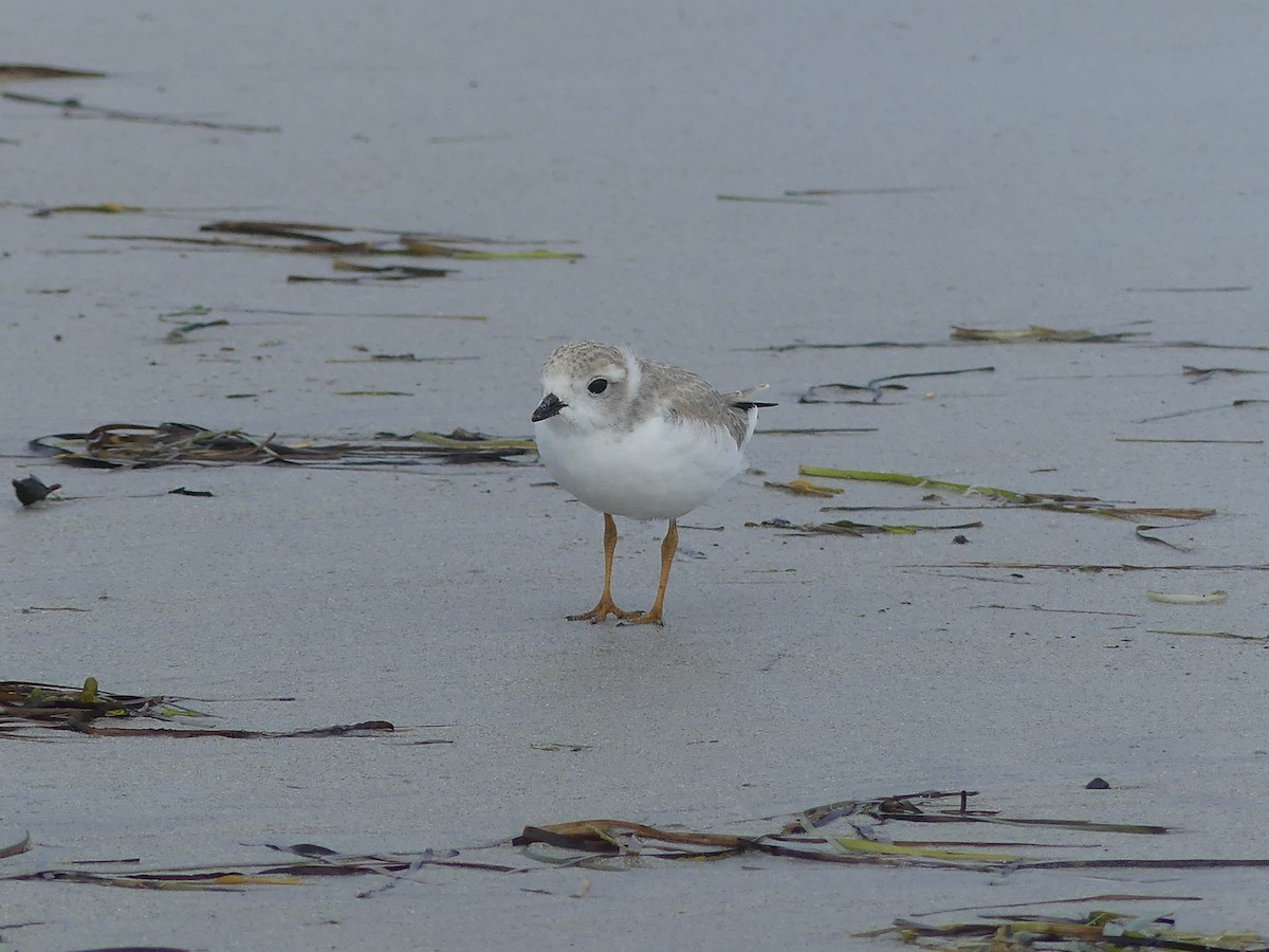 Piping Plover - ML621936324