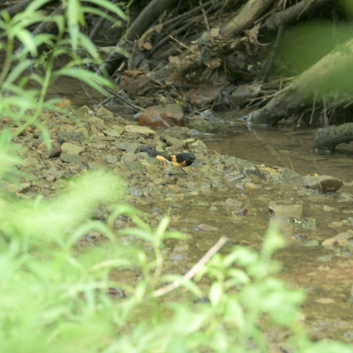 American Redstart - ML621936328