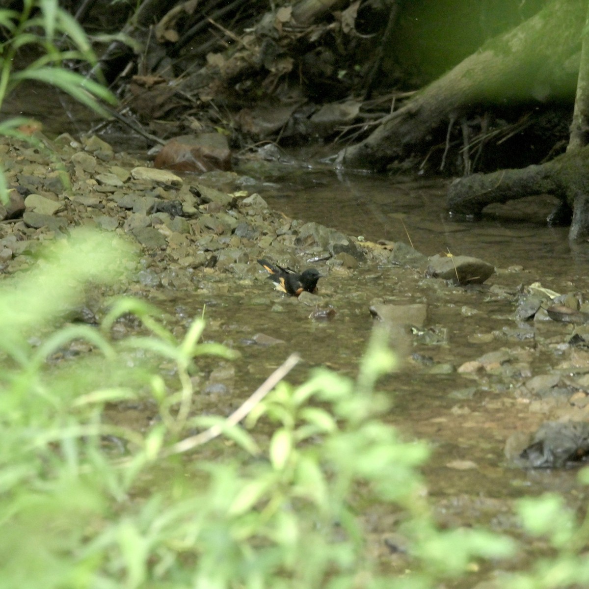 American Redstart - ML621936329