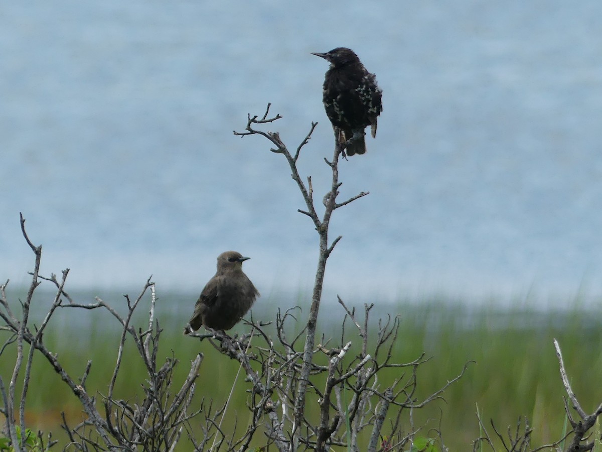 European Starling - ML621936340