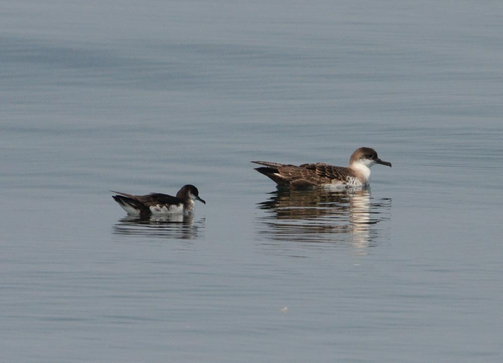 Manx Shearwater - Stephen Mullane