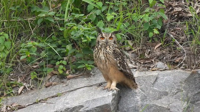 Rock Eagle-Owl - ML621936447