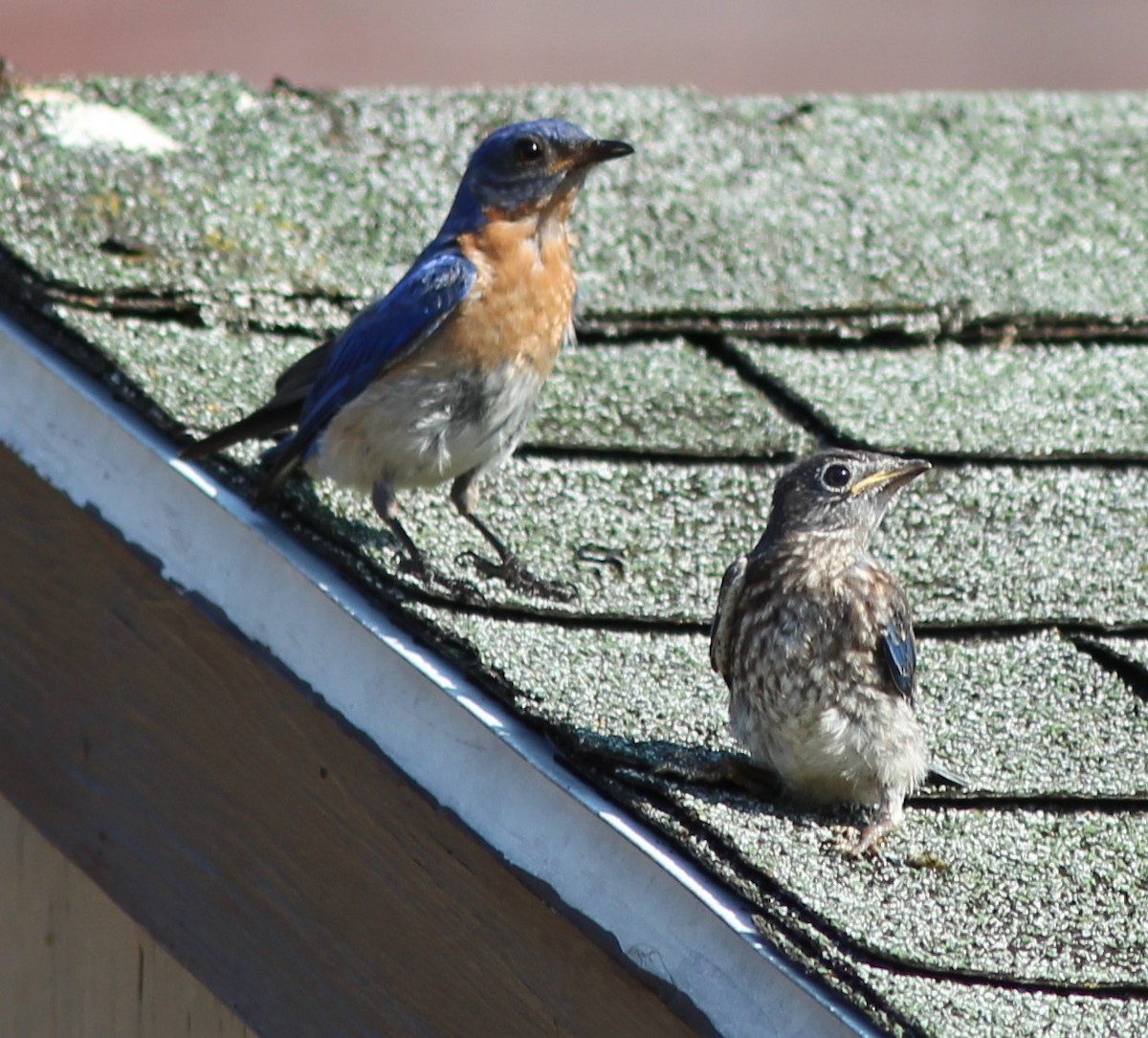 Eastern Bluebird - ML621936567