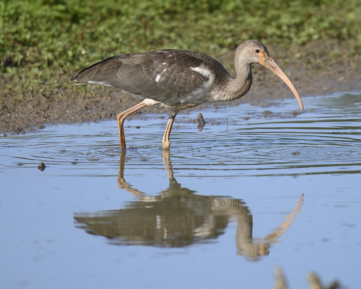 White Ibis - Laura  Wolf