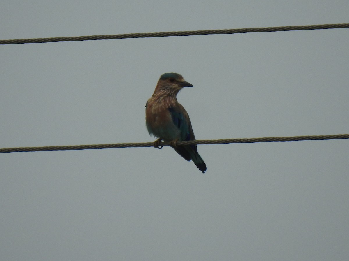 Indian Roller - ML621936659