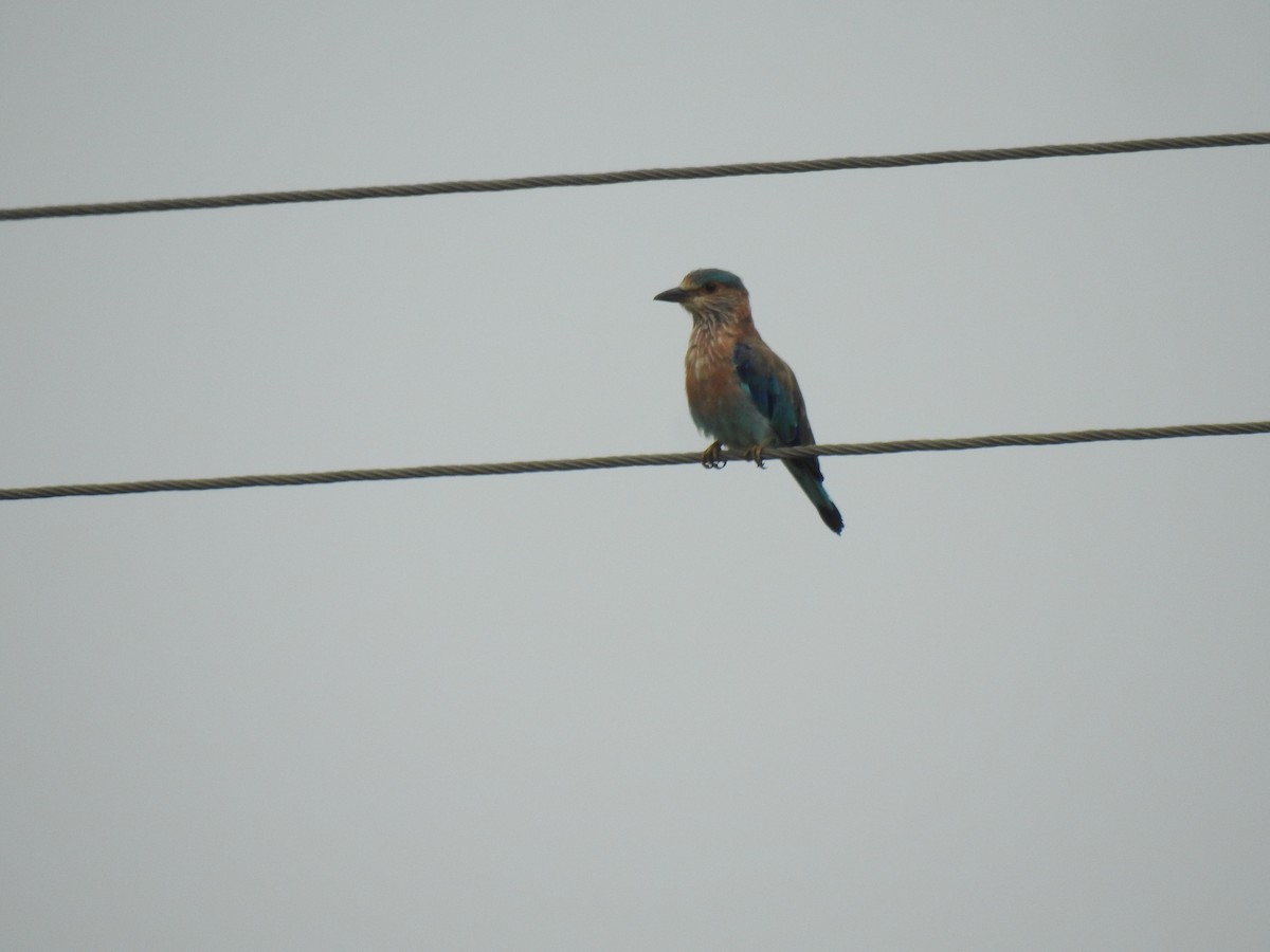 Indian Roller - ML621936662