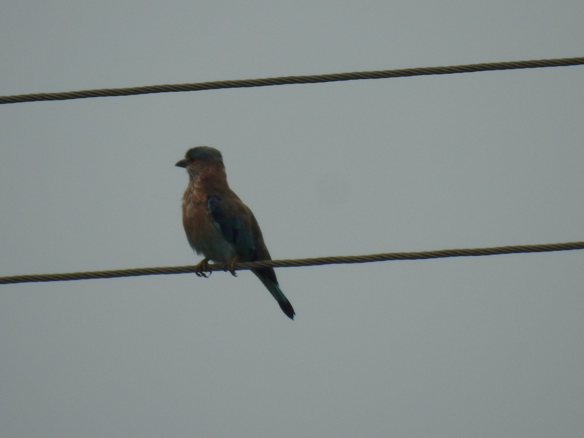 Indian Roller - ML621936678