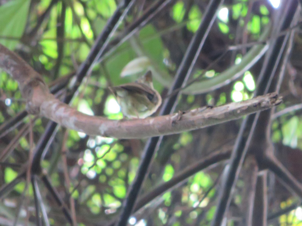 Stub-tailed Spadebill - Joshimar Navarro