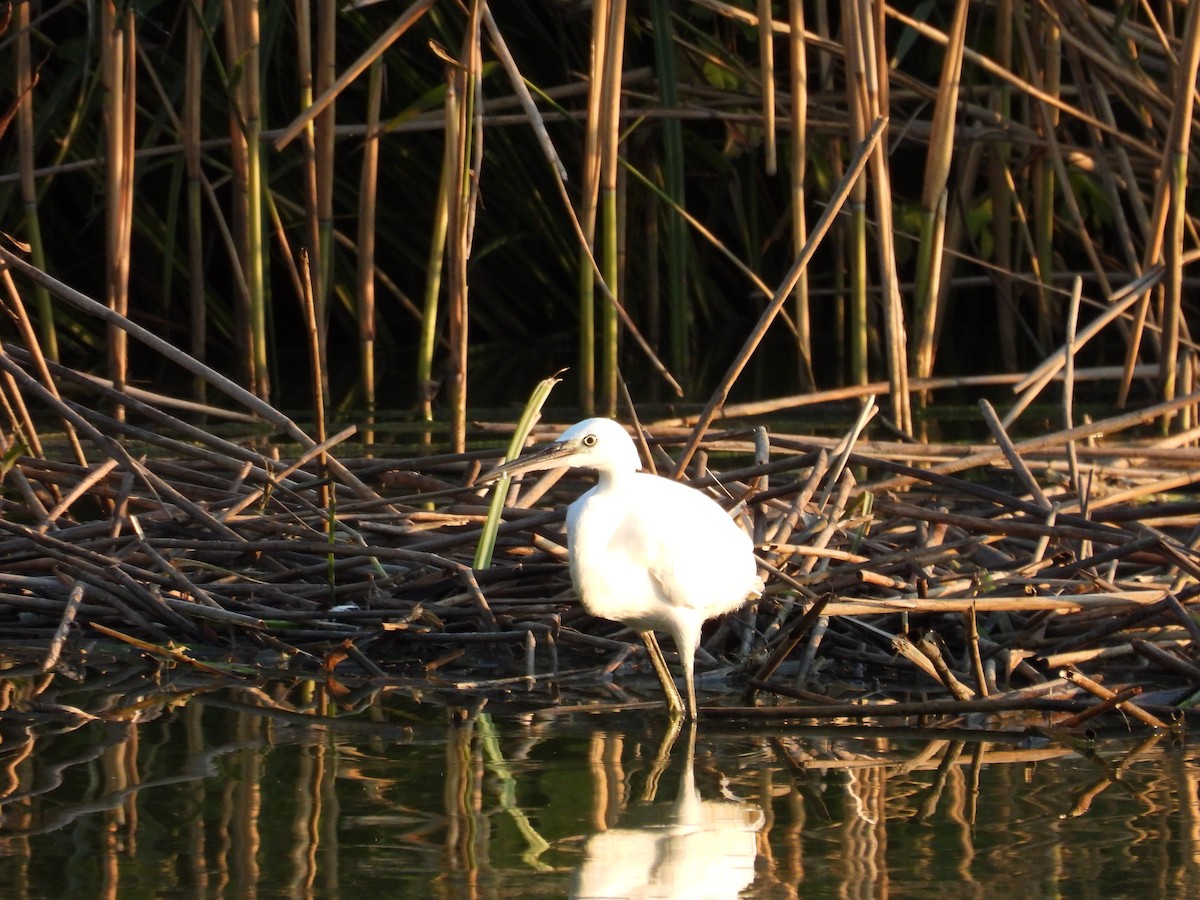 Little Egret - ML621936719