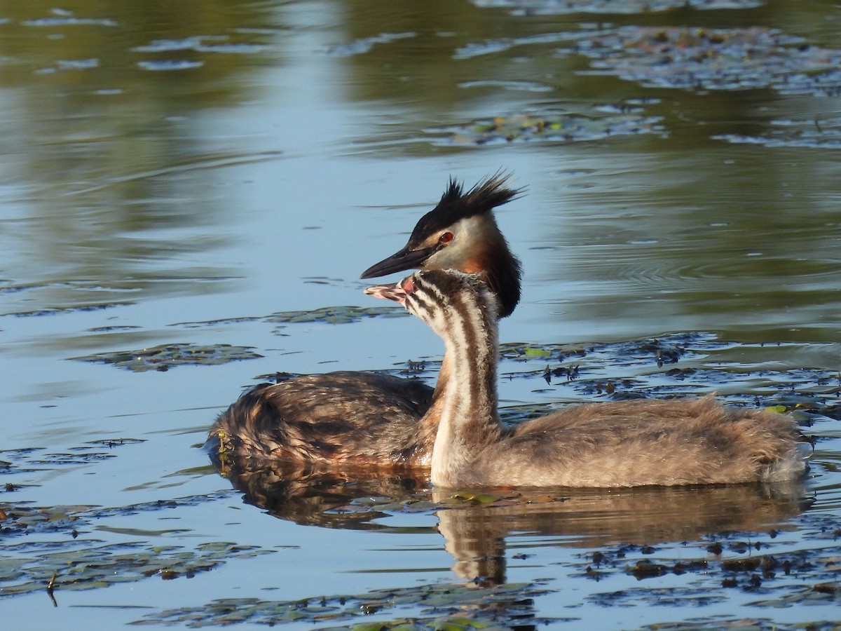 Great Crested Grebe - ML621936753