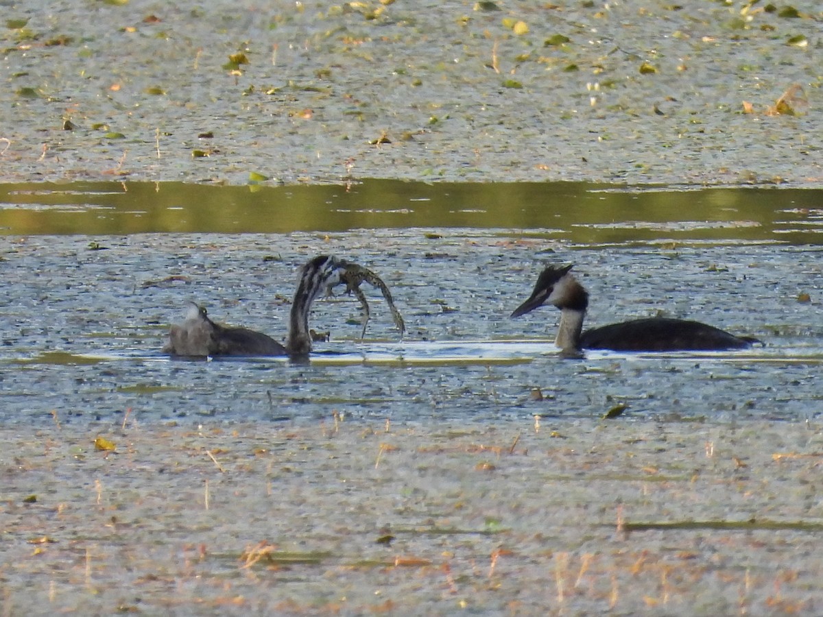 Great Crested Grebe - ML621936755