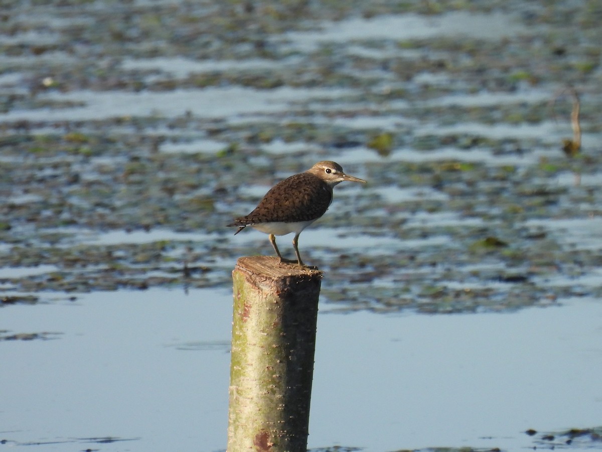 Common Sandpiper - ML621936760