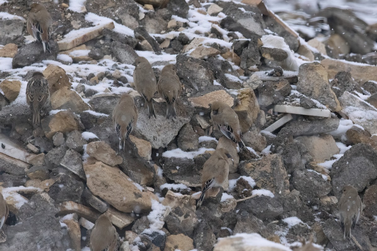 Desert Finch - ML621936852