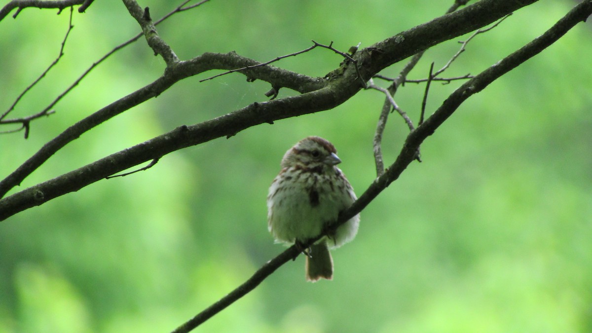 Song Sparrow - ML621936945