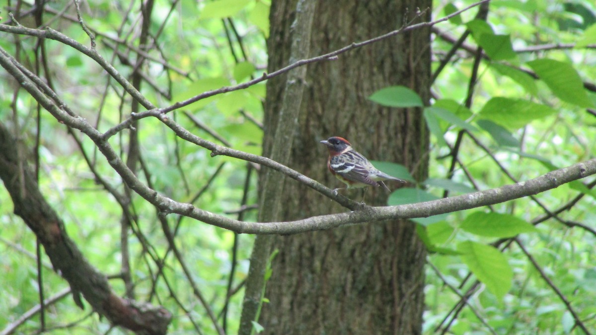 Bay-breasted Warbler - ML621936949